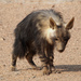 Desert Hyenas - Photo (c) Jenny Donald, some rights reserved (CC BY-NC), uploaded by Jenny Donald