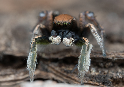 Habronattus jucundus