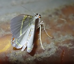 Phrygionis paradoxata