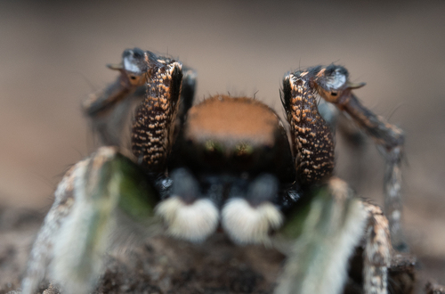 Habronattus jucundus