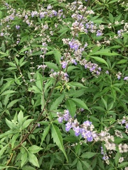 Vitex negundo