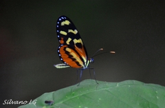 Mechanitis polymnia lycidice