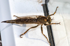 Machimus snowii