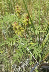 Glycyrrhiza lepidota