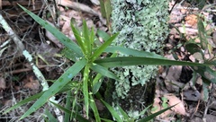 Dichanthelium equilaterale