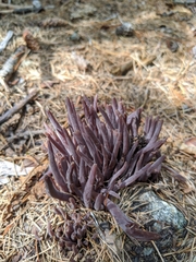 Alloclavaria purpurea