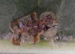 Corythucha associata