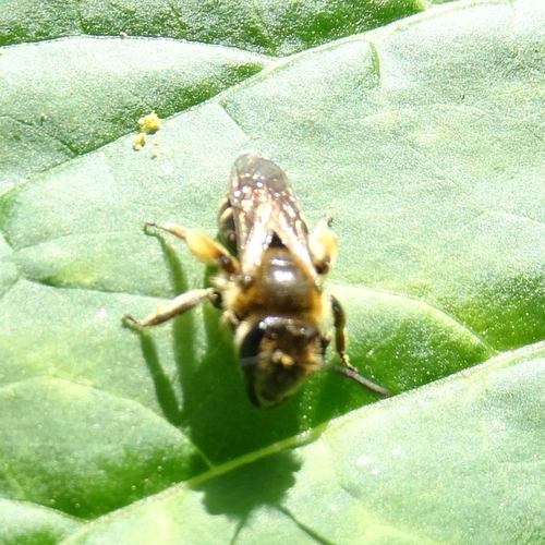 Wilke's Mining Bee photo 5
