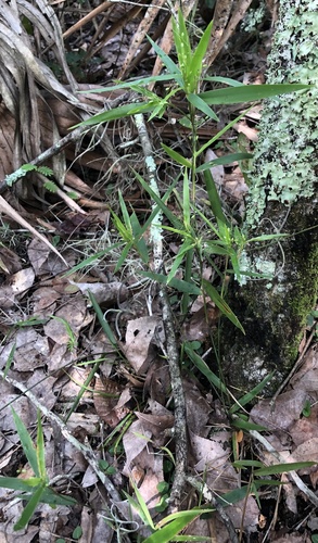 Dichanthelium equilaterale · iNaturalist