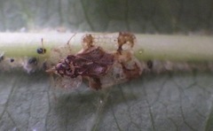 Corythucha associata