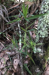 Dichanthelium equilaterale