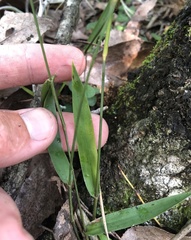 Dichanthelium equilaterale