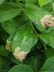 Nemorimyza posticata