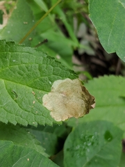 Nemorimyza posticata