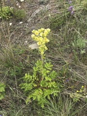 Drymocallis convallaria
