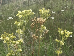 Drymocallis convallaria