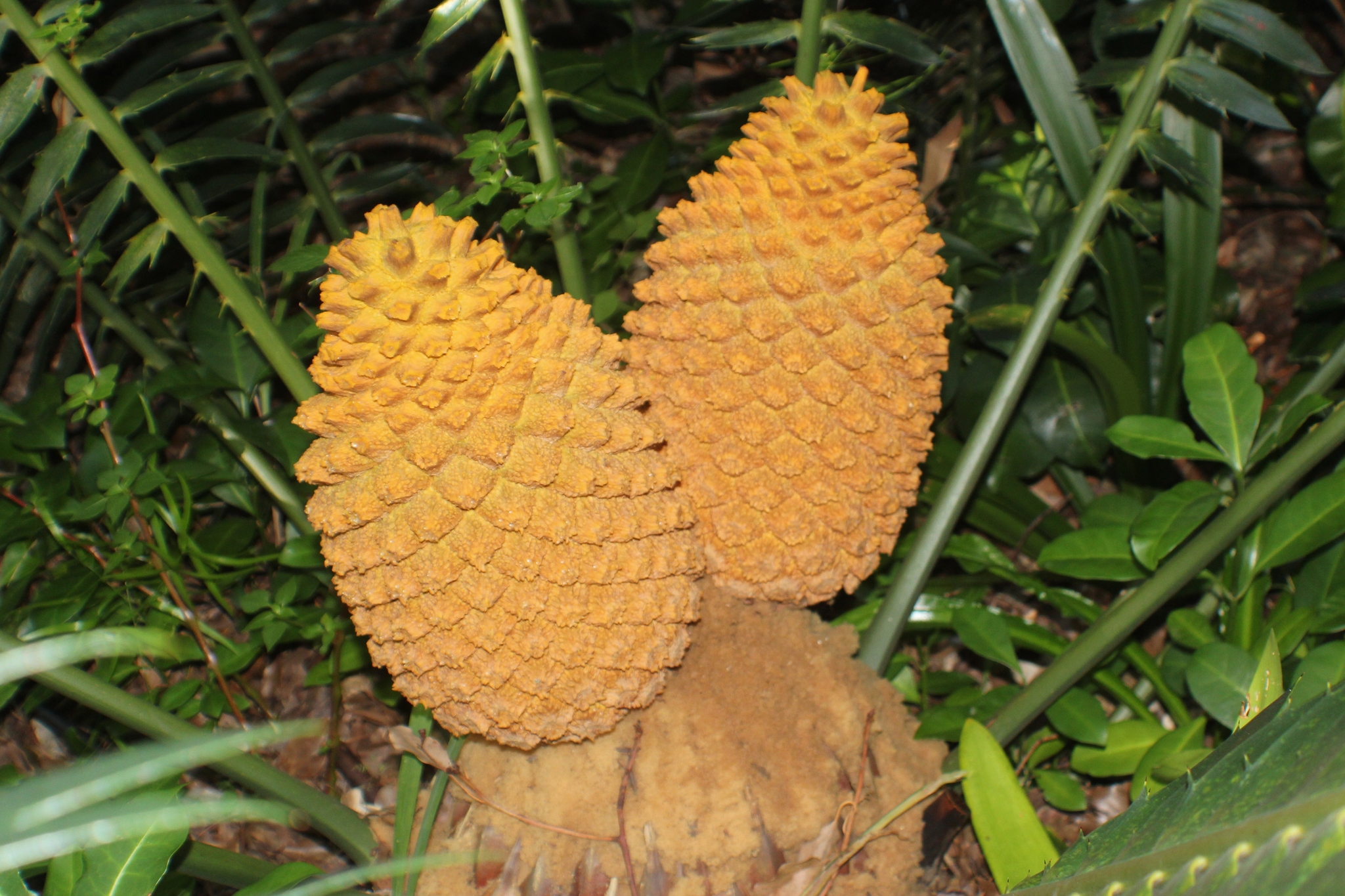 Encephalartos paucidentatus