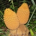 Barberton Cycad - Photo (c) Arthur Chapman, some rights reserved (CC BY-NC-SA), uploaded by Arthur Chapman