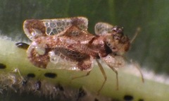 Corythucha associata