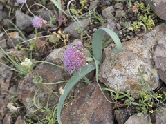 Allium platycaule