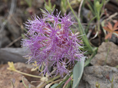 Allium platycaule