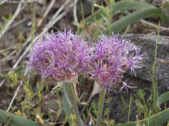 Allium platycaule