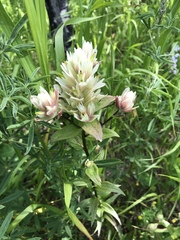 Castilleja septentrionalis