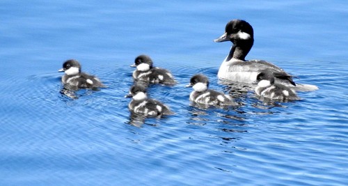 Bufflehead, photo 10 of 10