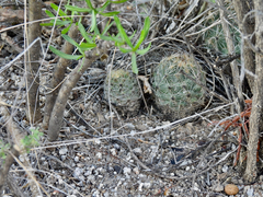 Coryphantha durangensis