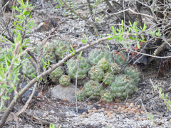 Coryphantha durangensis