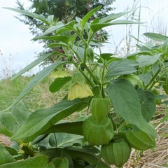 Physalis longifolia