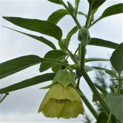 Physalis longifolia