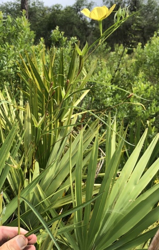Ludwigia longifolia image