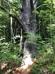 Pinus strobus
