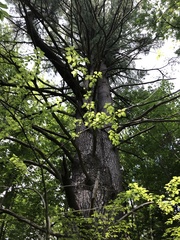 Pinus strobus