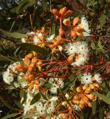Eucalyptus calycogona