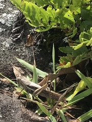 Schistocerca cancellata