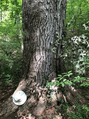 Magnoliopsida