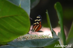 Mechanitis polymnia lycidice