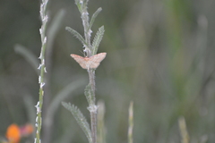 Idaea ochrata