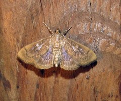 Psara obscuralis