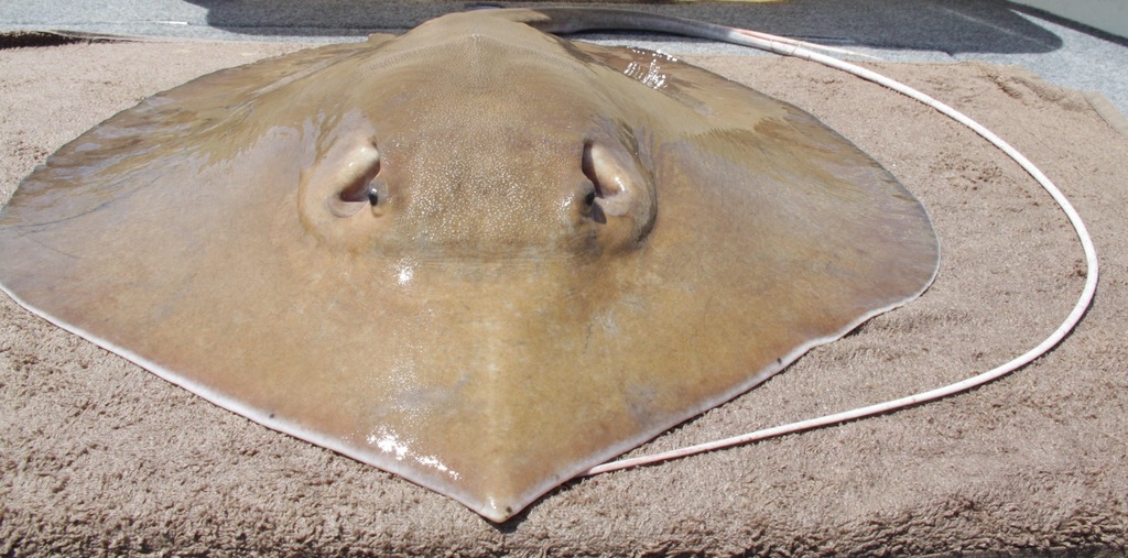 Mumburarr Whipray