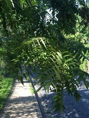 Juglans nigra