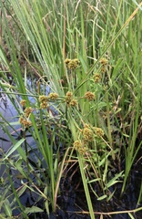Cyperus blepharoleptos
