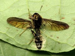Furia ithacensis image