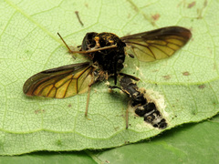 Furia ithacensis image