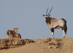 Oryx gazella