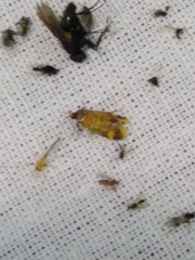 Promalactis procerella