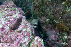 Gymnothorax nubilus