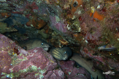 Gymnothorax nubilus